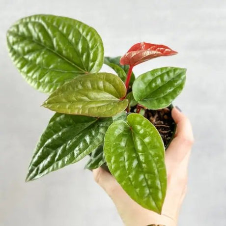 Anthurium radicans x luxurians - Quilted Hearts Anthurium - Ed's Plant Shop