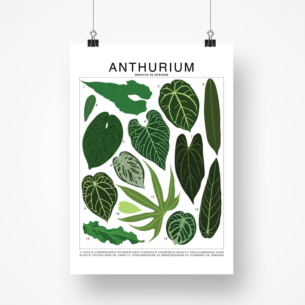 Anthurium Species ID Chart - Botanical Houseplant Art Print - Ed's Plant Shop