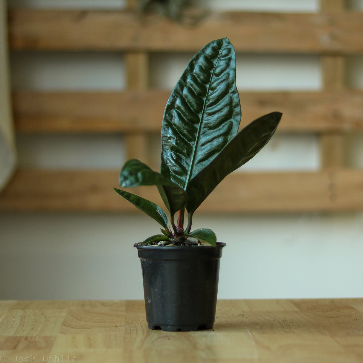 Anthurium Superbum 'Bird Nest Anthurium' - Ed's Plant Shop