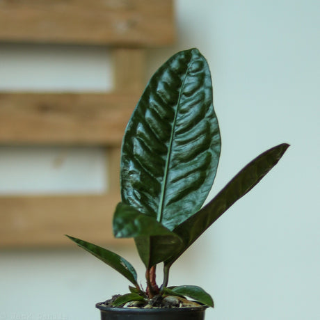 Anthurium Superbum 'Bird Nest Anthurium' - Ed's Plant Shop