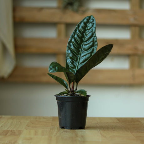 Anthurium Superbum 'Bird Nest Anthurium' - Ed's Plant Shop