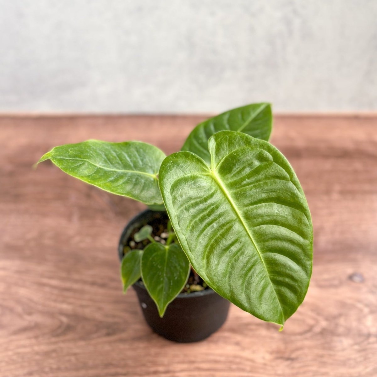 Anthurium veitchii - King Anthurium - Ed's Plant Shop