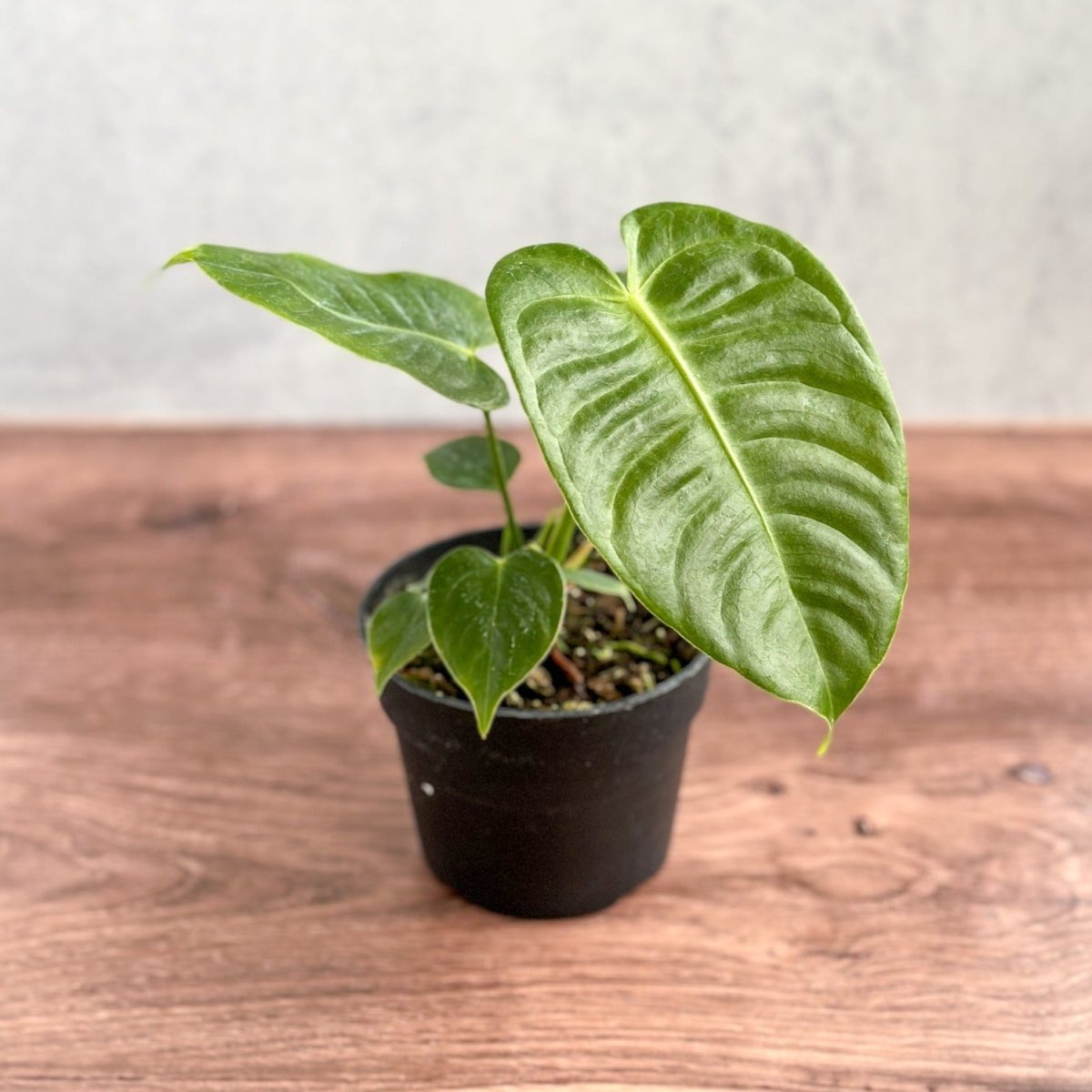 Anthurium veitchii - King Anthurium - Ed's Plant Shop