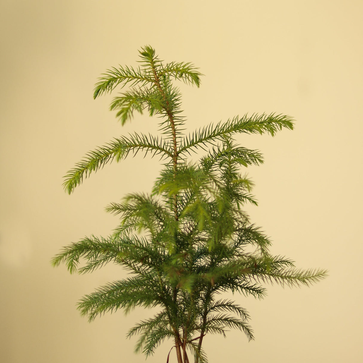 Araucaria Heterophylla 'Norfolk Island Pine' - Ed's Plant Shop