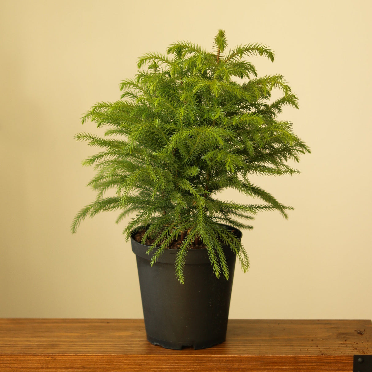 Araucaria Heterophylla 'Norfolk Island Pine' - Ed's Plant Shop