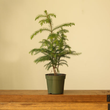 Araucaria Heterophylla 'Norfolk Island Pine' - Ed's Plant Shop