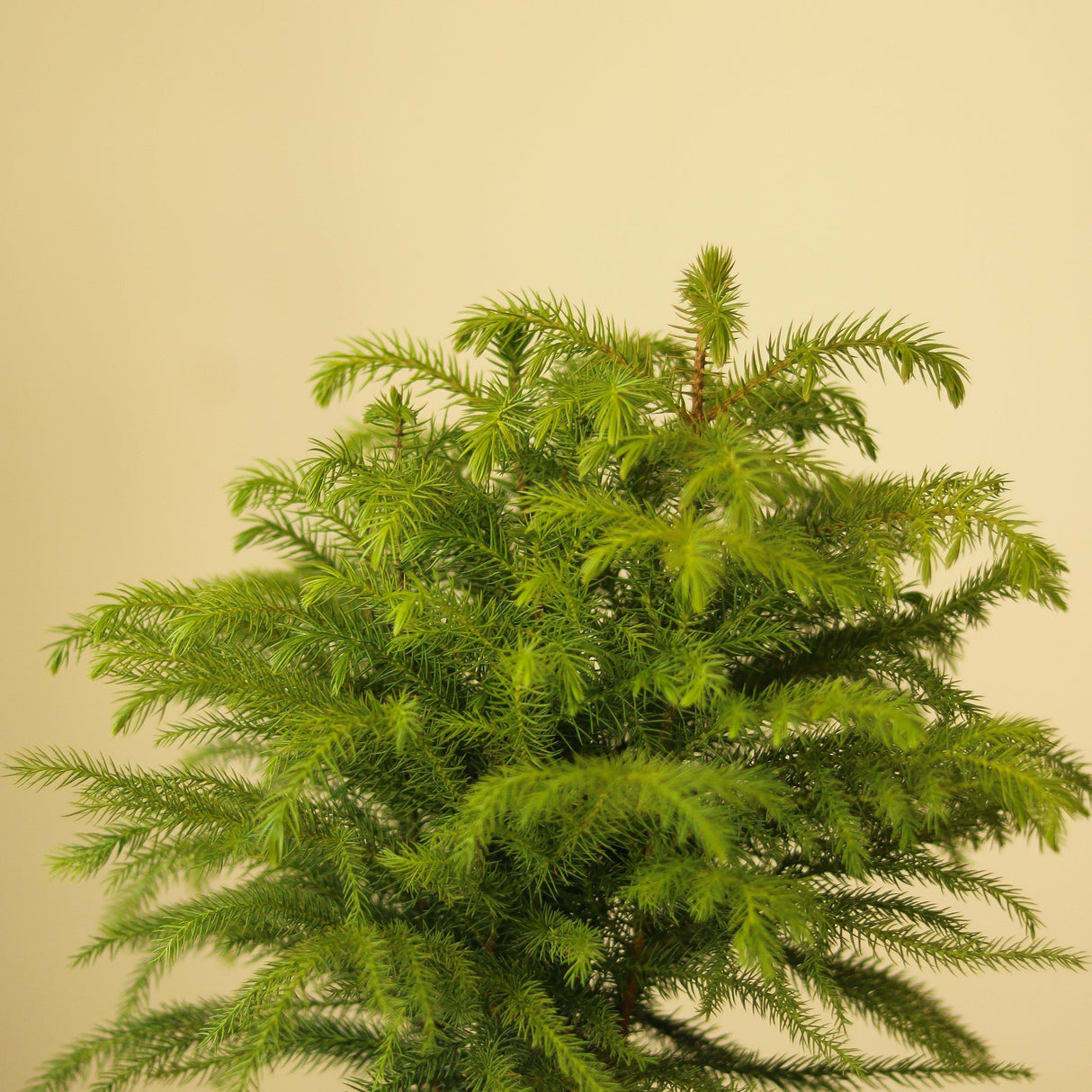 Araucaria Heterophylla 'Norfolk Island Pine' - Ed's Plant Shop