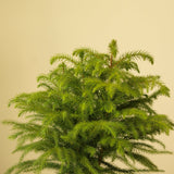 Araucaria Heterophylla 'Norfolk Island Pine' - Ed's Plant Shop