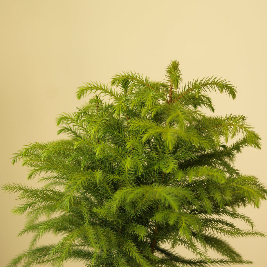 Norfolk Island Pine Seeds/araucaria Heterphylla/tree 