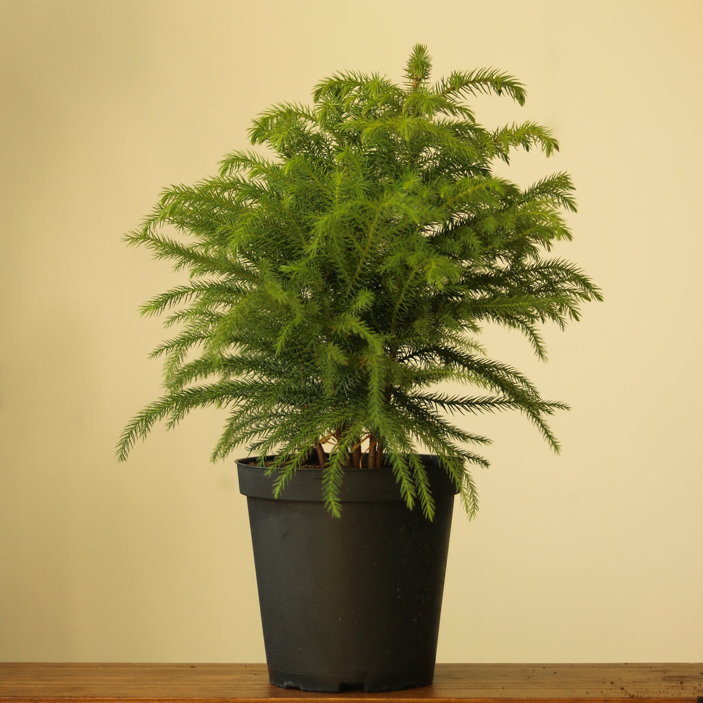 Araucaria Heterophylla 'Norfolk Island Pine' - Ed's Plant Shop