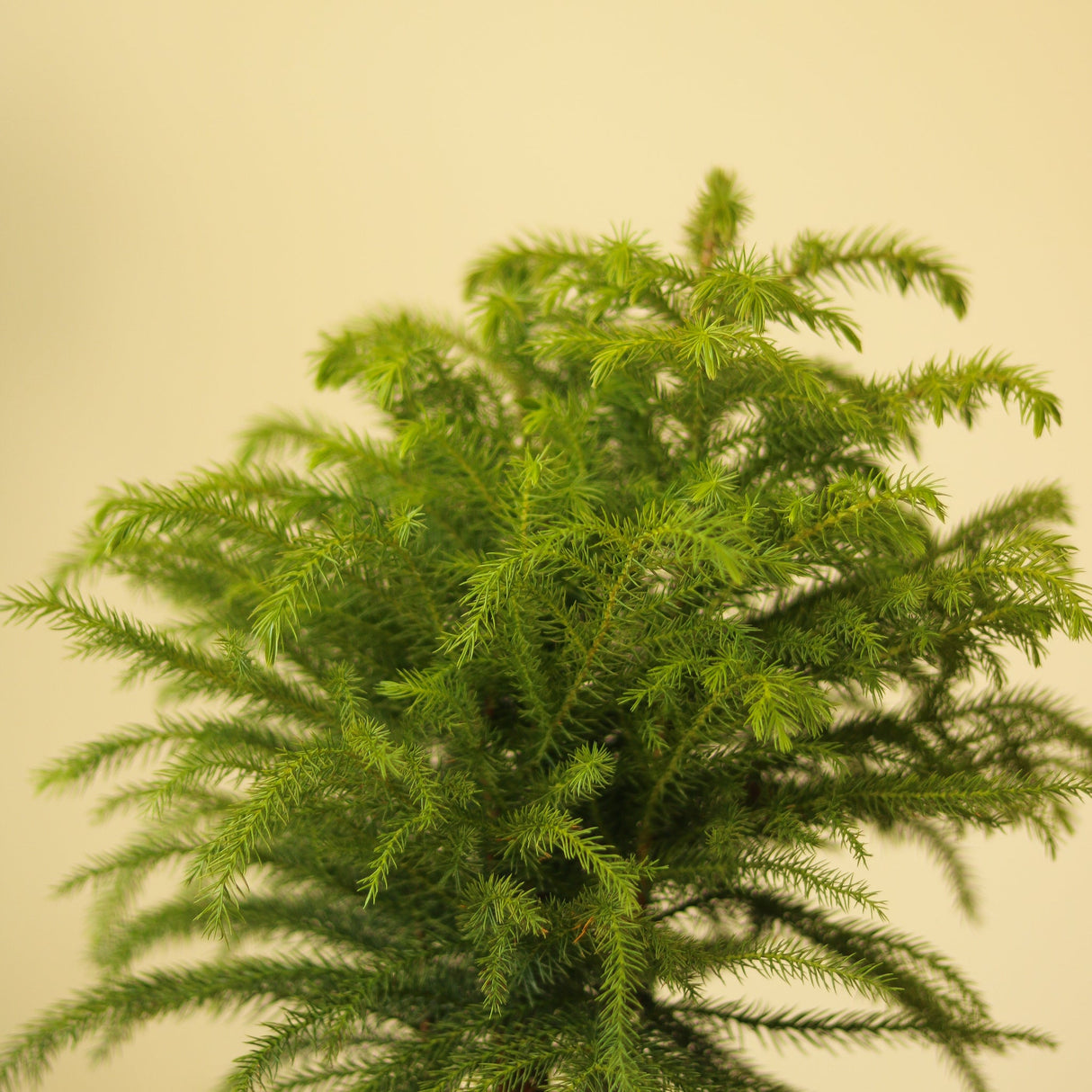 Araucaria Heterophylla 'Norfolk Island Pine' - Ed's Plant Shop