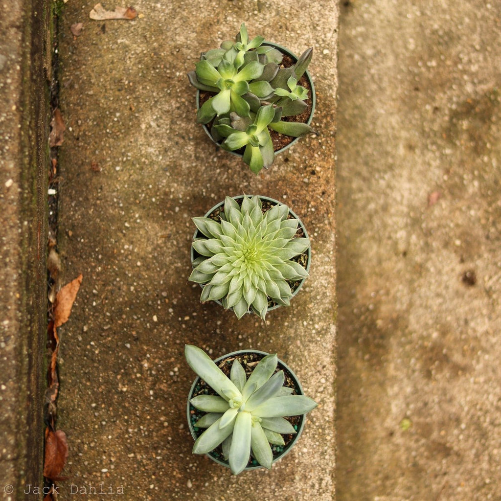 Assorted Cacti & Succulents - Ed's Plant Shop