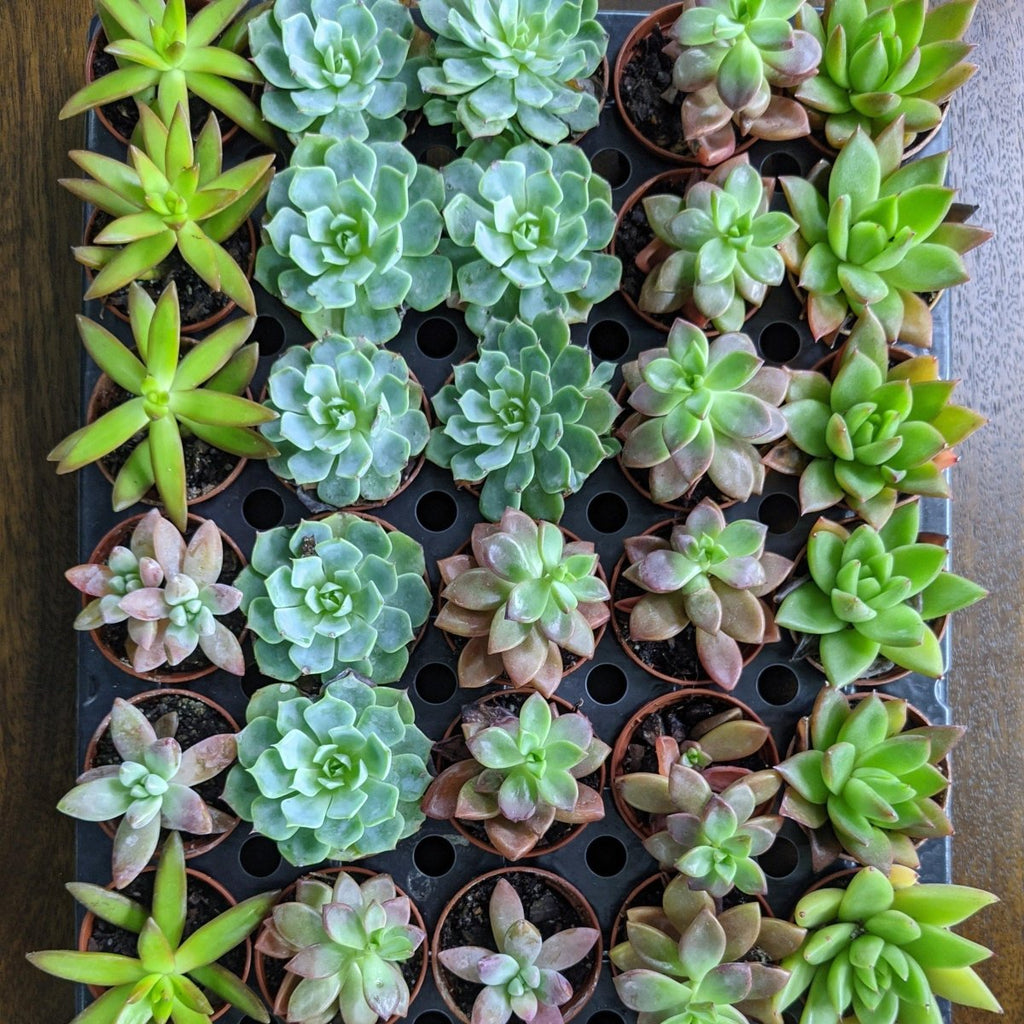 Assorted Cacti & Succulents - Ed's Plant Shop