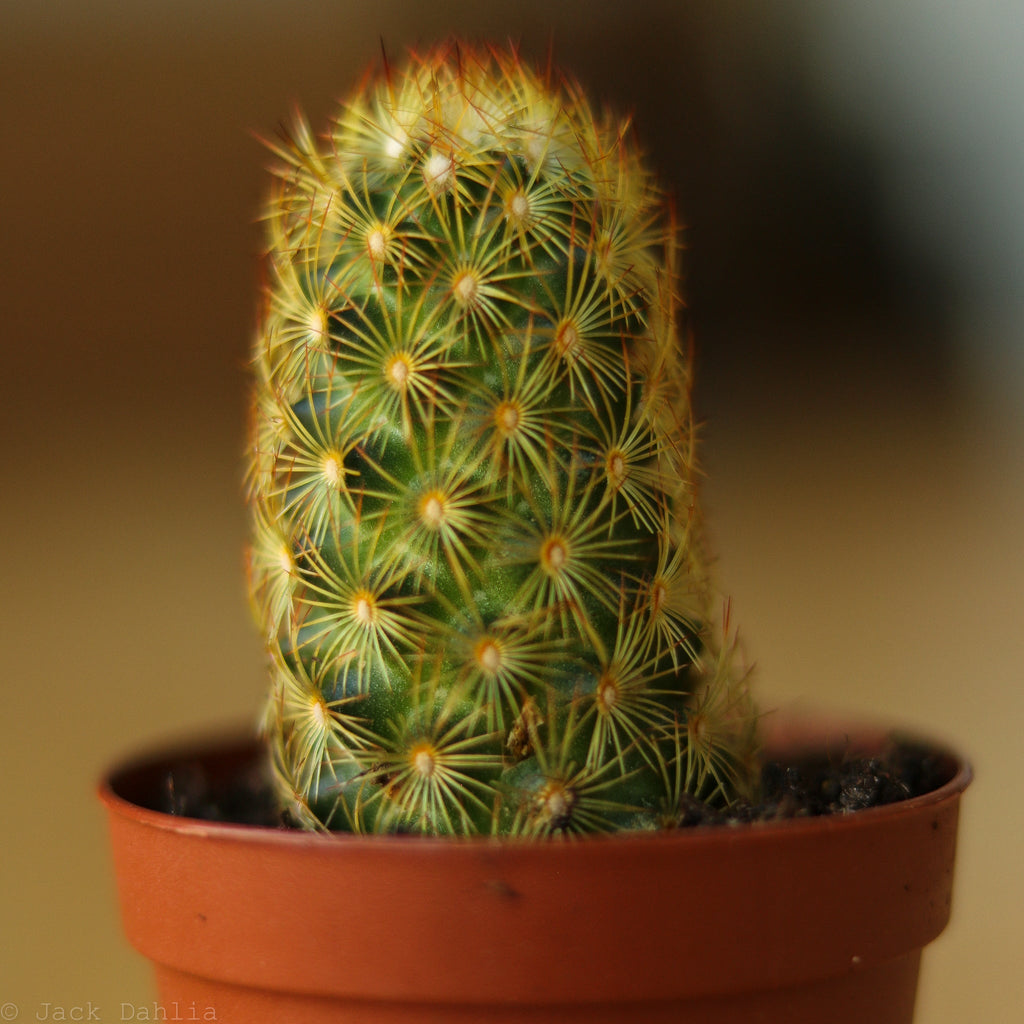 Baby Cacti/Succulents - Ed's Plant Shop