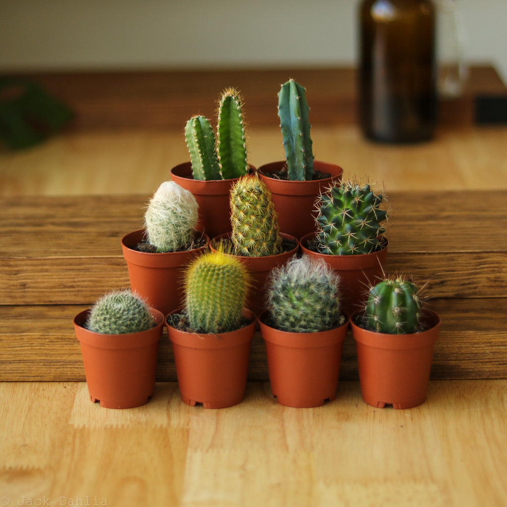 Baby Cacti/Succulents - Ed's Plant Shop