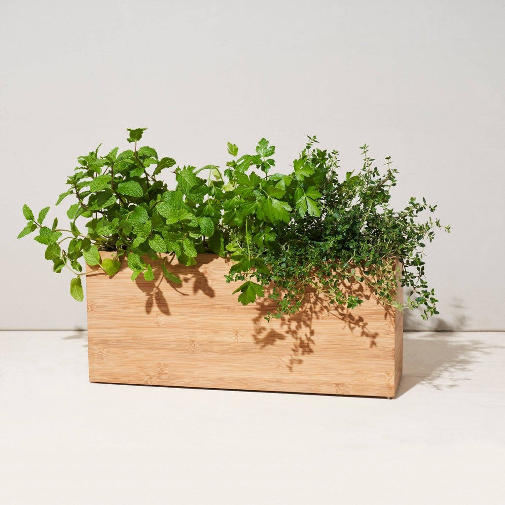 Bamboo Smart Hydroplanter - Ed's Plant Shop