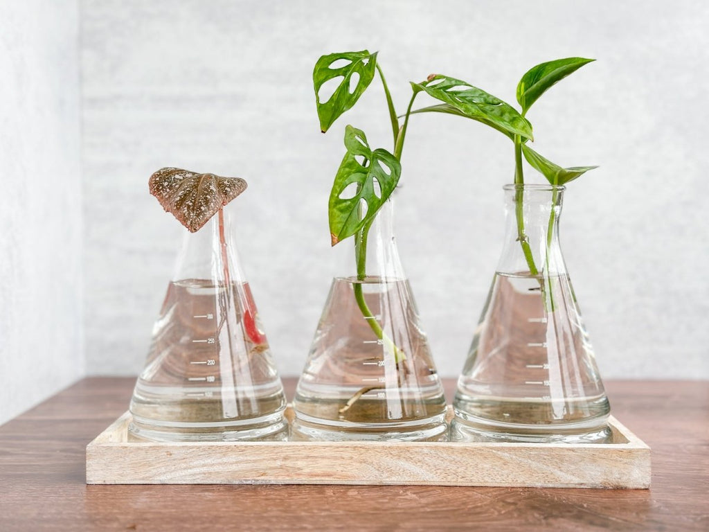Beaker Propagation Vase Set - Ed's Plant Shop