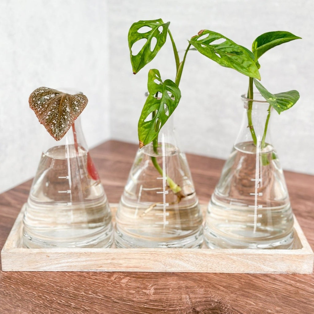 Beaker Propagation Vase Set - Ed's Plant Shop