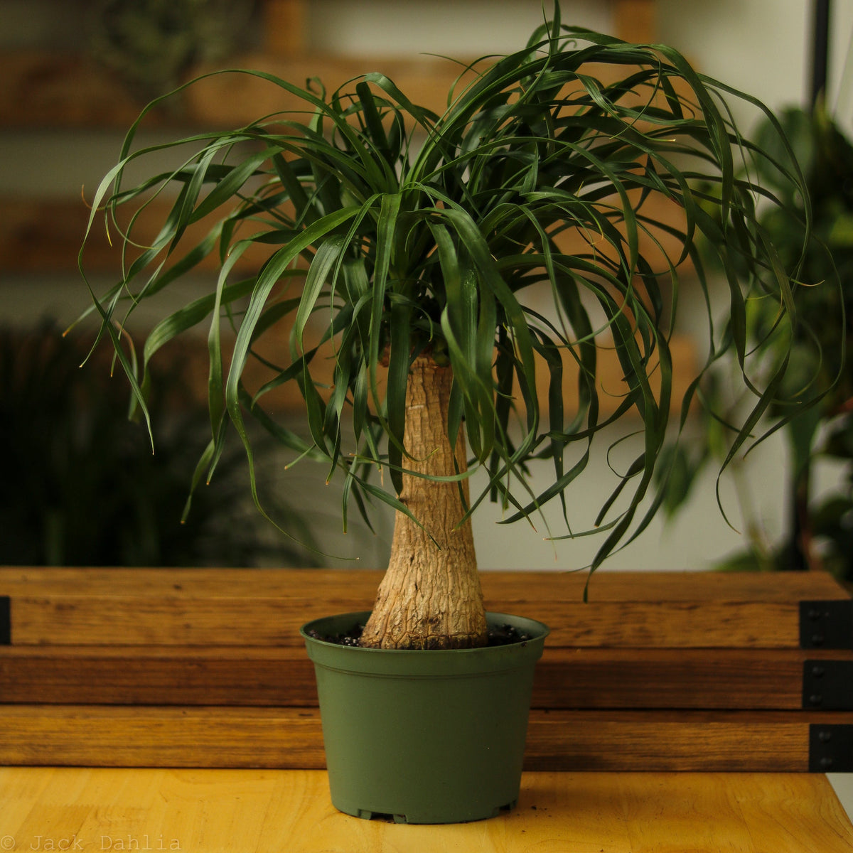 Beaucarnea recurvata 'Ponytail Palm' - Ed's Plant Shop NYC