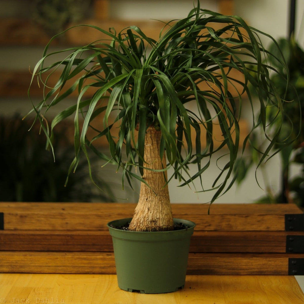 Beaucarnea recurvata 'Ponytail Palm' Floor Plant - Ed's Plant Shop