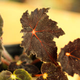 Begonia 'Hallow's Eve' - Ed's Plant Shop