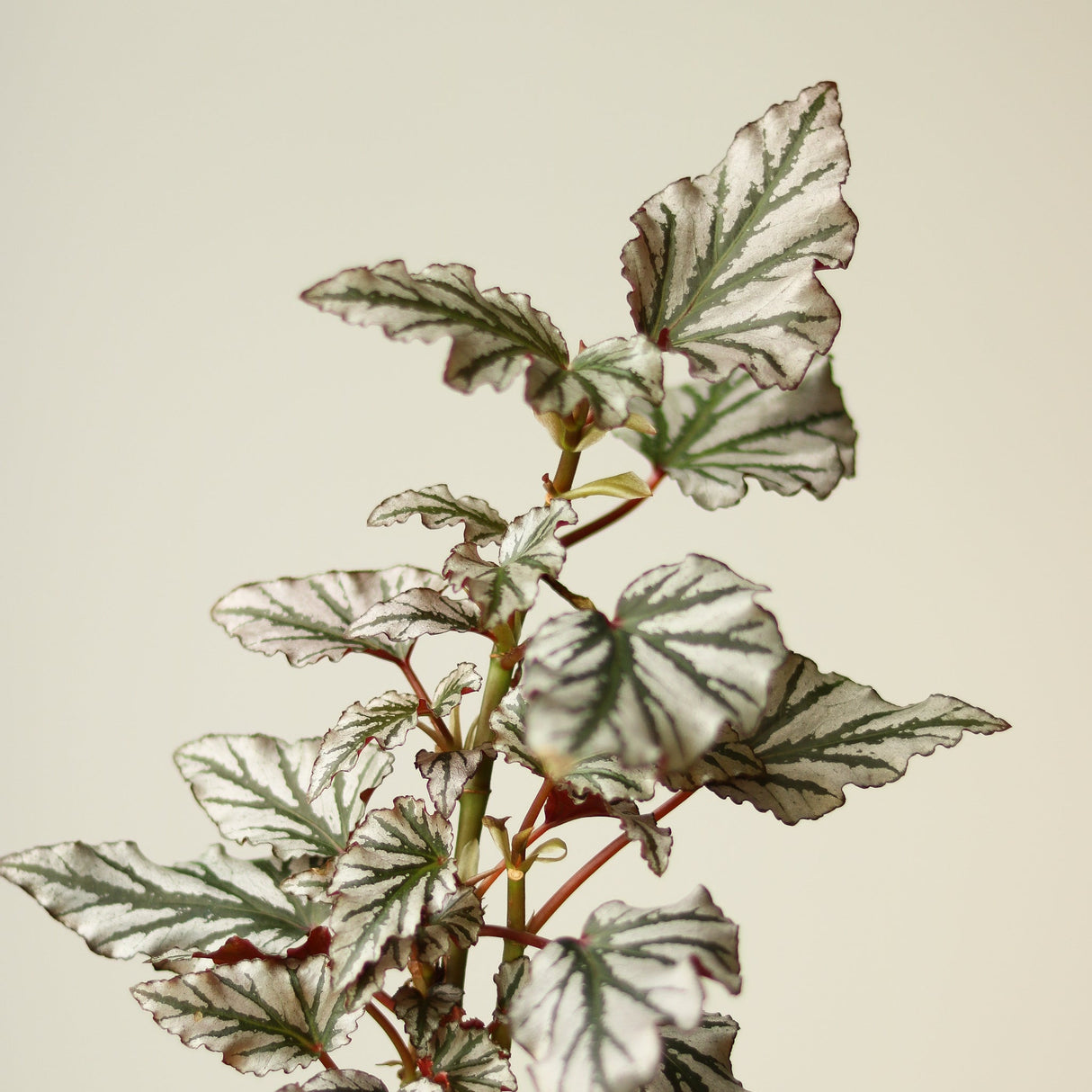 Begonia ‘Kismet' - Begonia Fibrous hybrid - Ed's Plant Shop