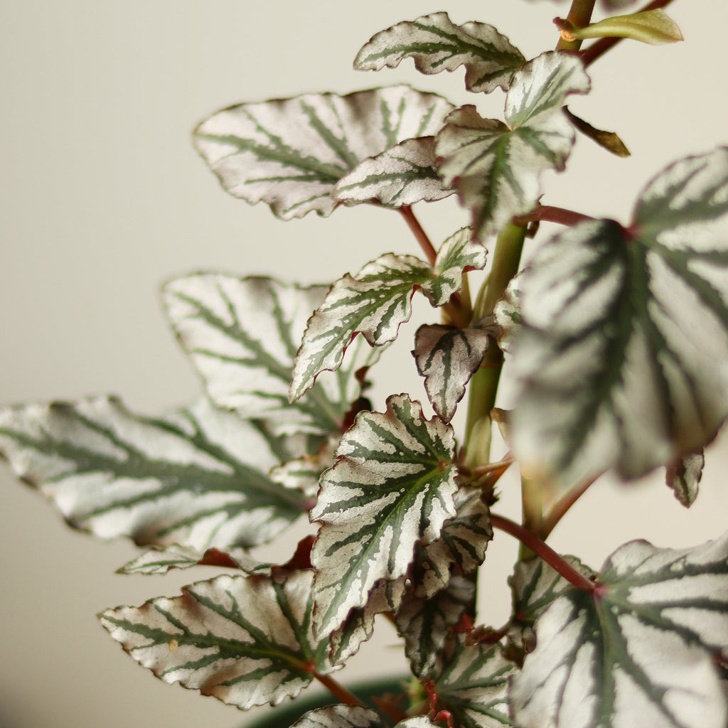 Begonia ‘Kismet' - Begonia Fibrous hybrid - Ed's Plant Shop