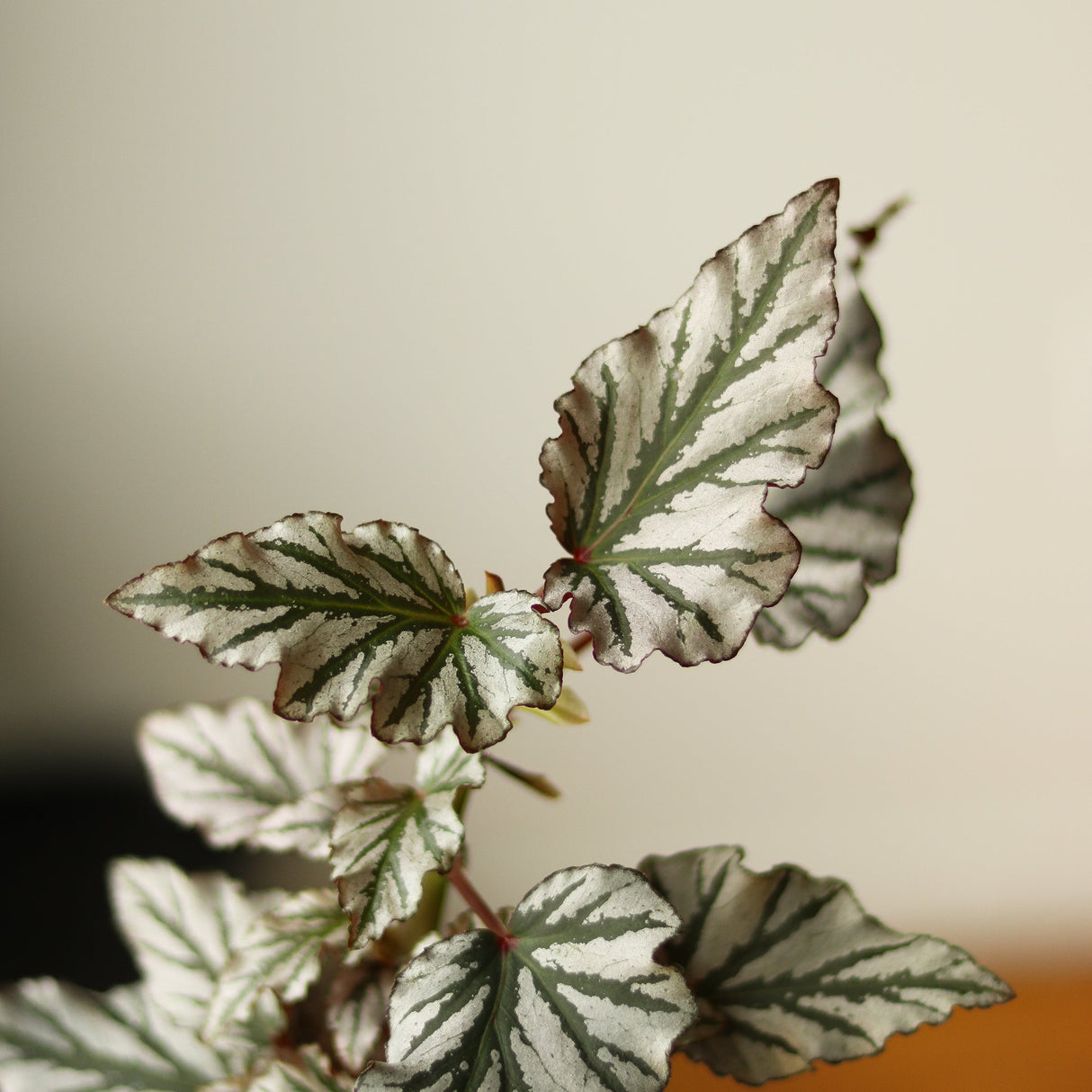 Begonia ‘Kismet' - Begonia Fibrous hybrid - Ed's Plant Shop