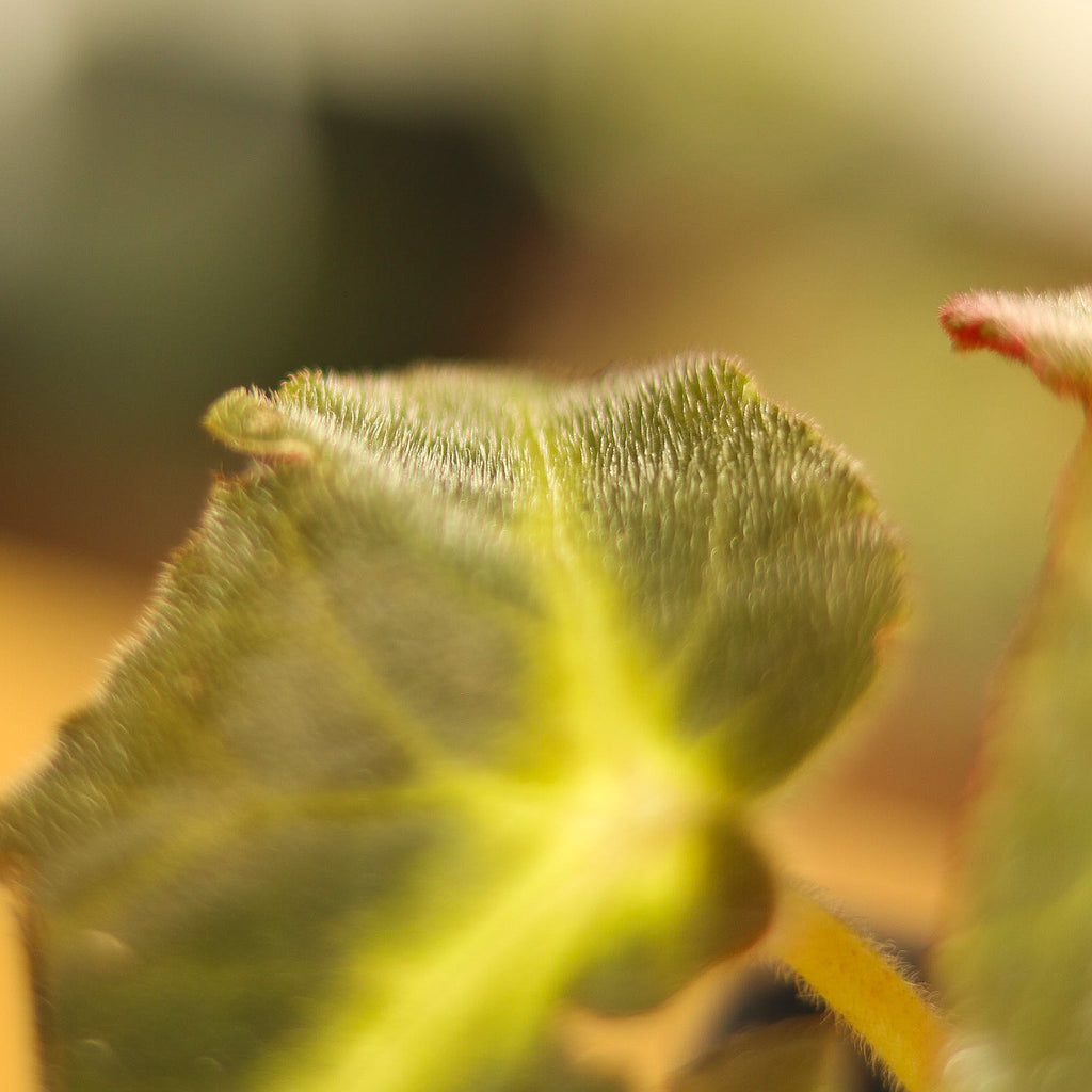Begonia listada - Ed's Plant Shop