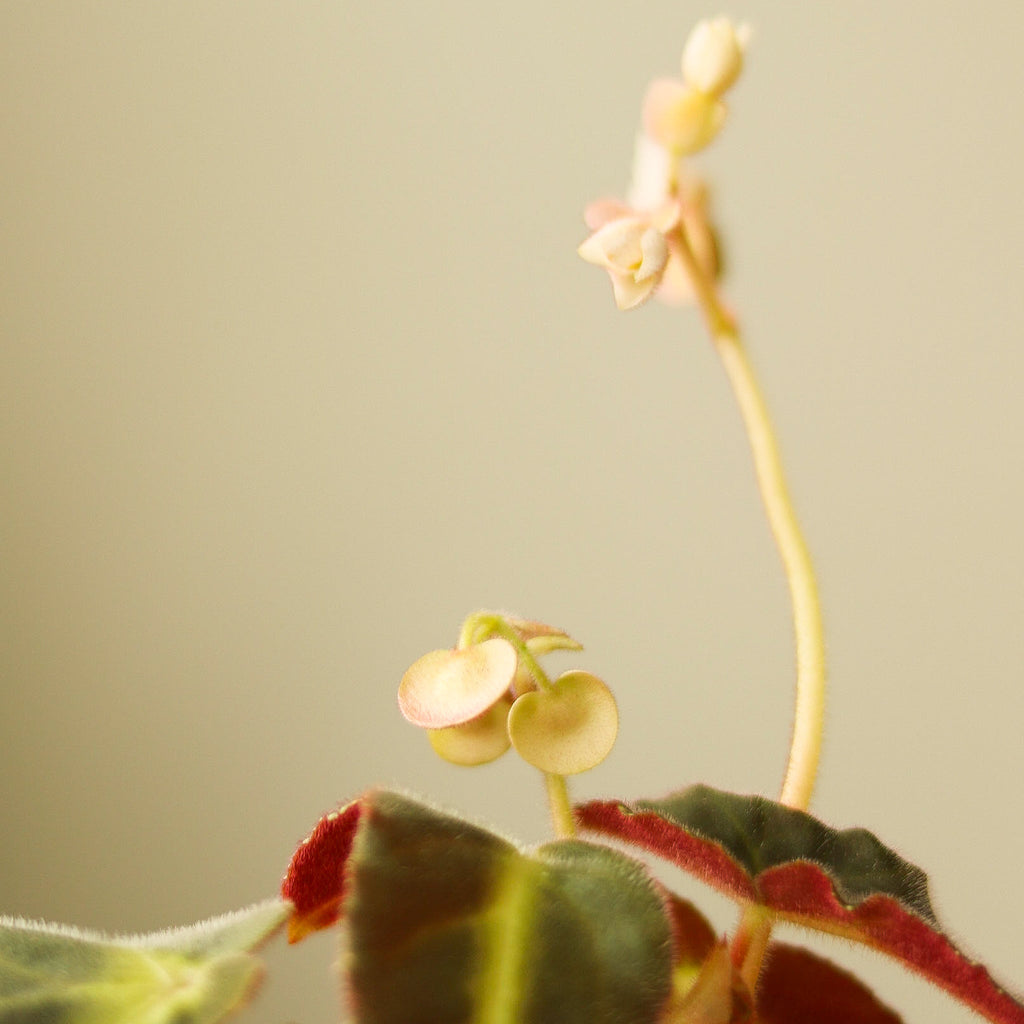 Begonia listada - Ed's Plant Shop
