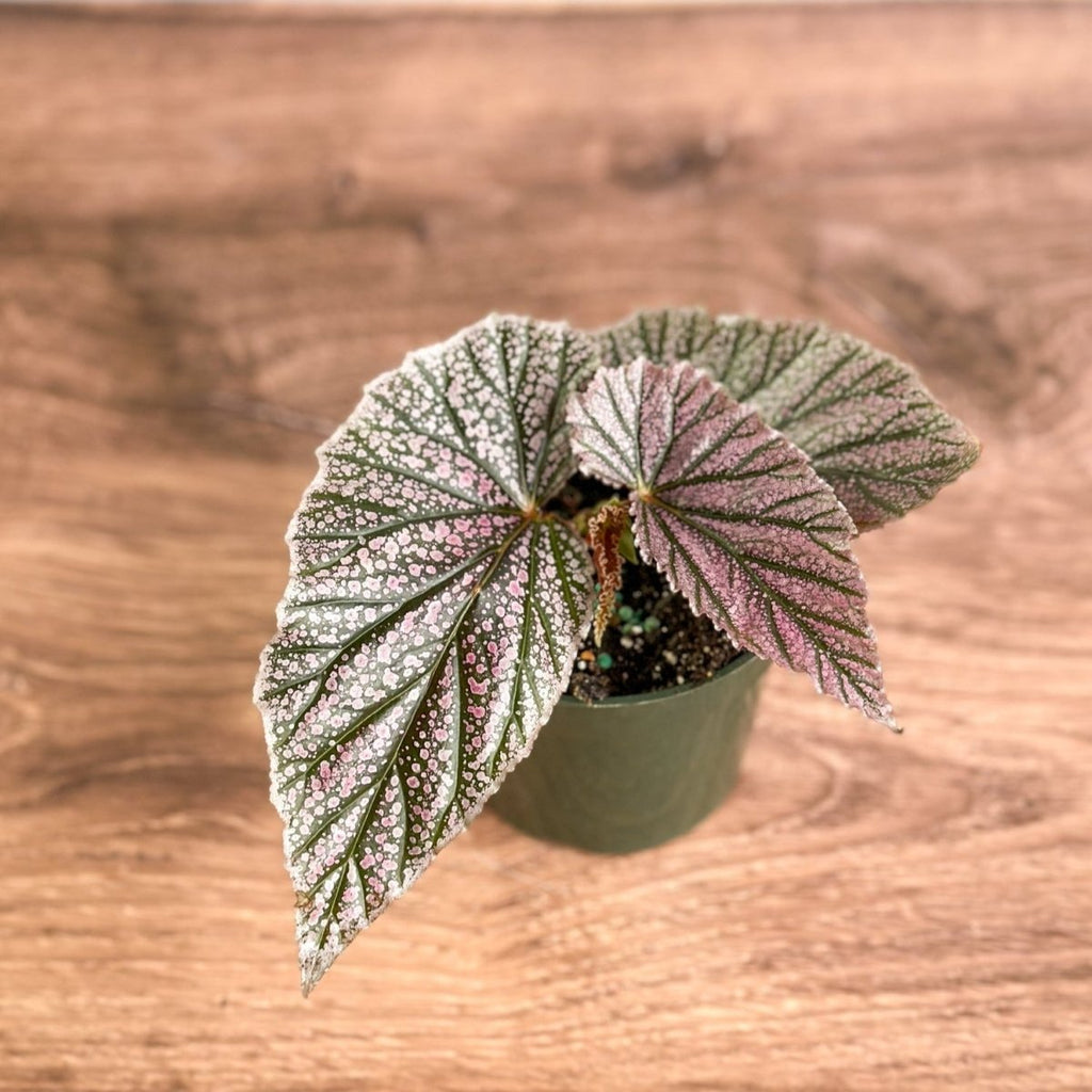 Begonia 'Miss Mummy' - Ed's Plant Shop