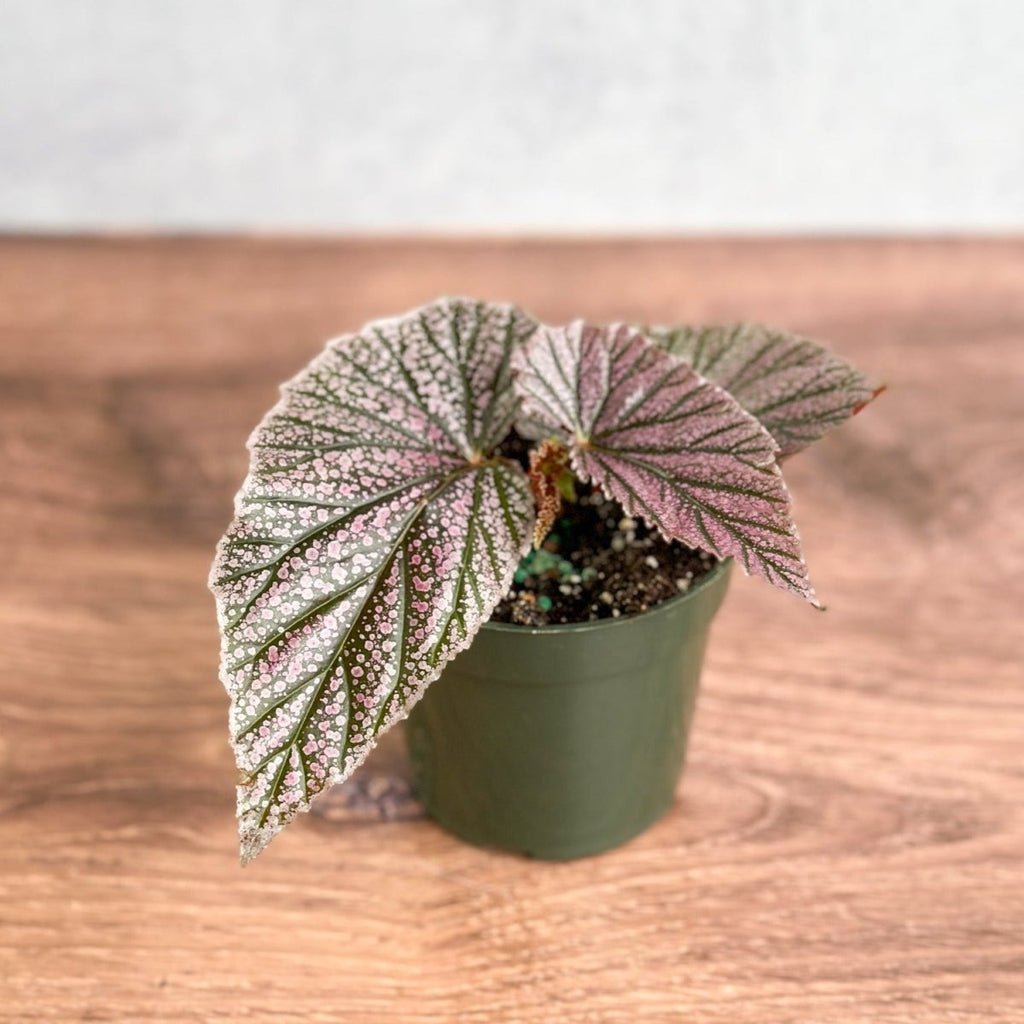 Begonia 'Miss Mummy' - Ed's Plant Shop