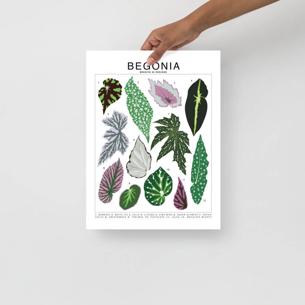 Begonia Species ID Chart - Botanical Houseplant Art Print - Ed's Plant Shop