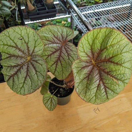 https://edsplantshop.com/cdn/shop/products/begonia-u309-exotic-begonia-659834_1024x1024.jpg?v=1691420546