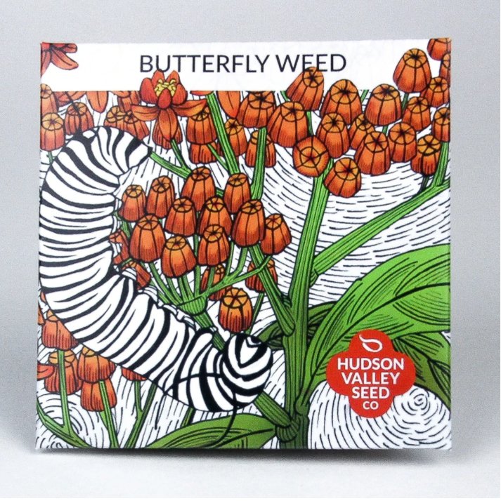 Butterfly Weed 6-Pack - Ed's Plant Shop