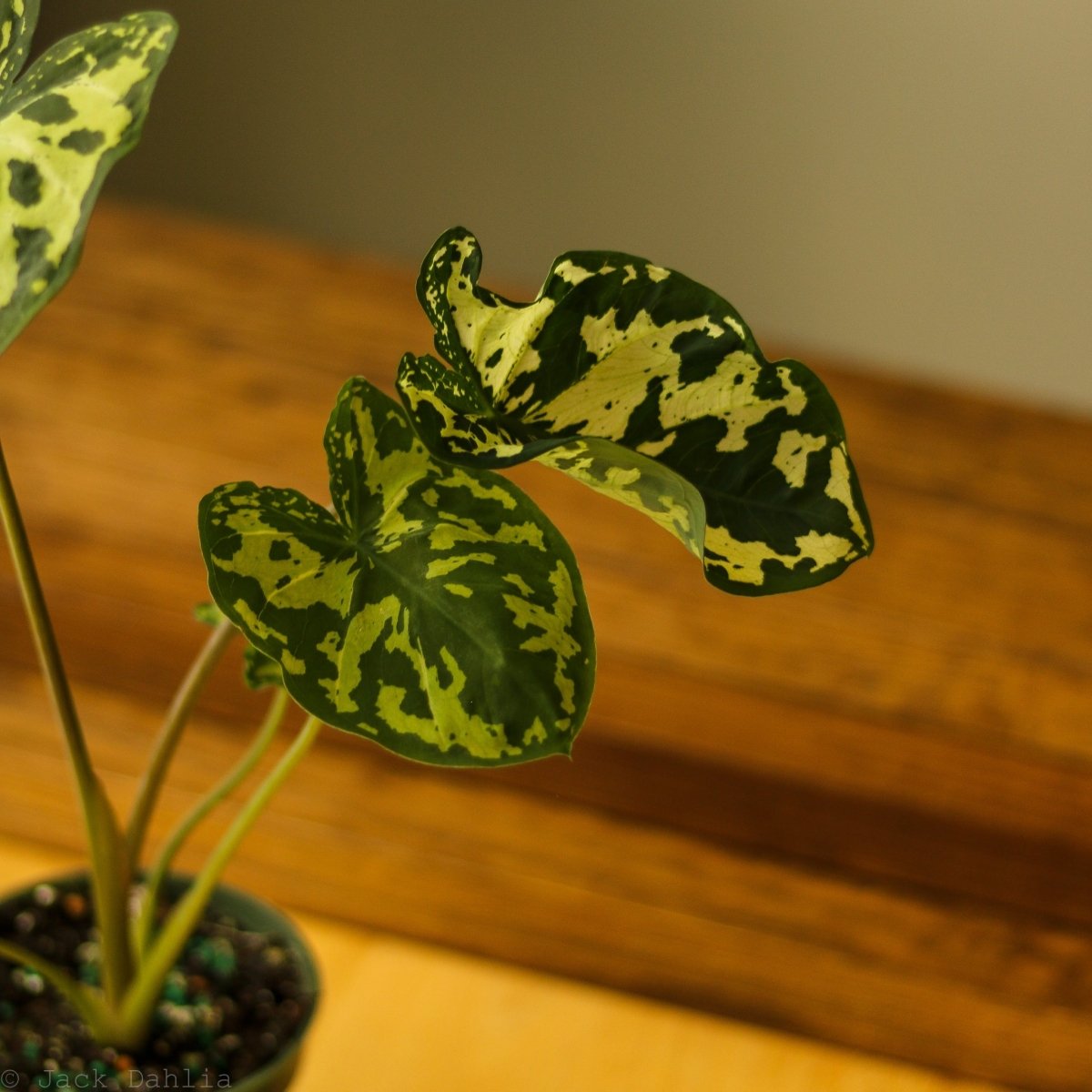 Caladium Praetermissum - ‘Hilo Beauty’ - Ed's Plant Shop