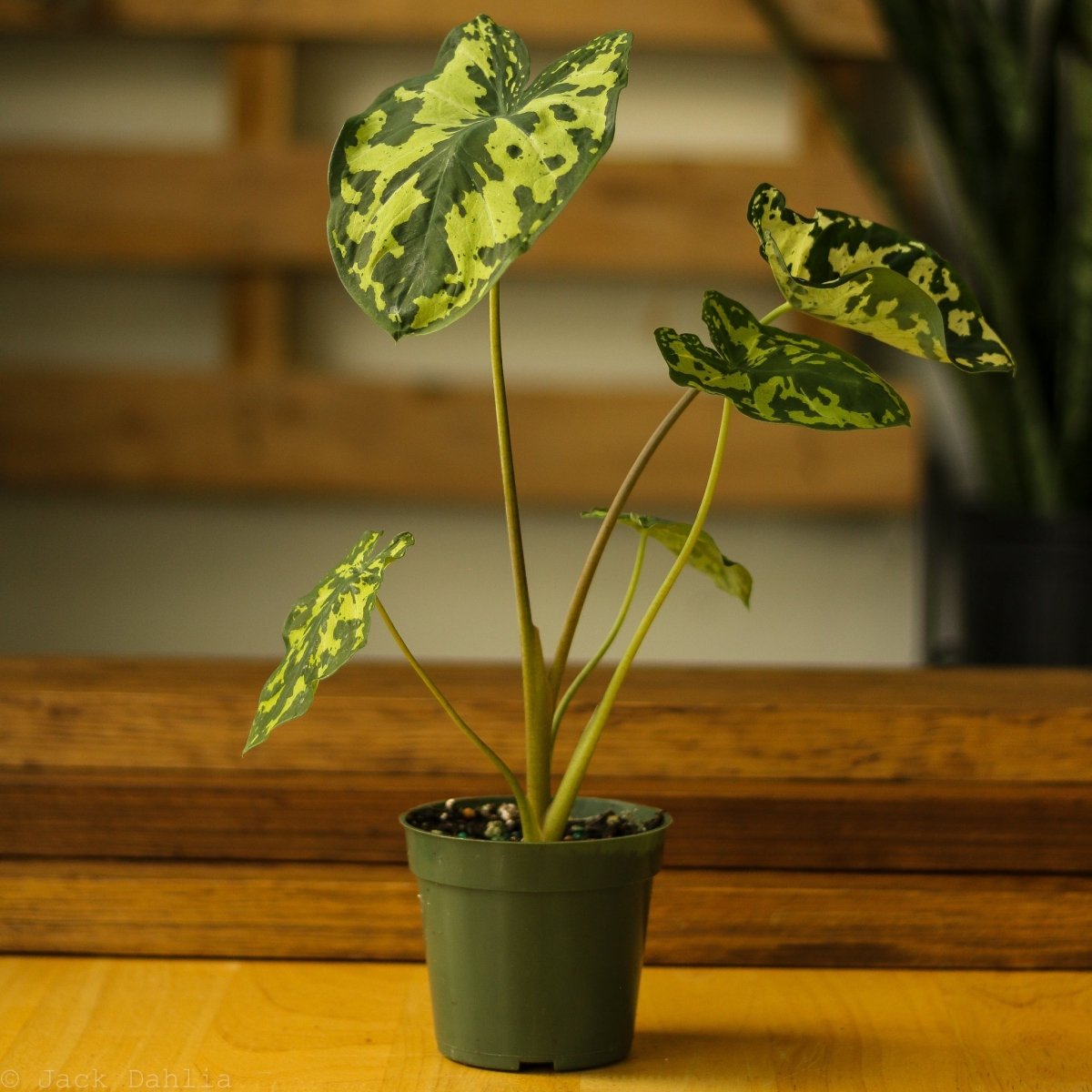 Caladium Praetermissum - ‘Hilo Beauty’ - Ed's Plant Shop