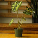 Caladium Praetermissum - ‘Hilo Beauty’ - Ed's Plant Shop