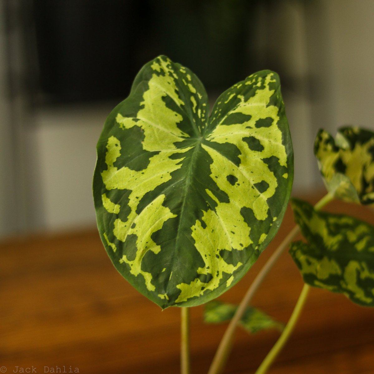 Caladium Praetermissum - ‘Hilo Beauty’ - Ed's Plant Shop