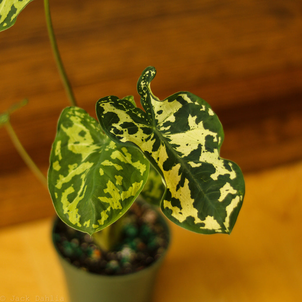 Caladium Praetermissum - ‘Hilo Beauty’ - Ed's Plant Shop