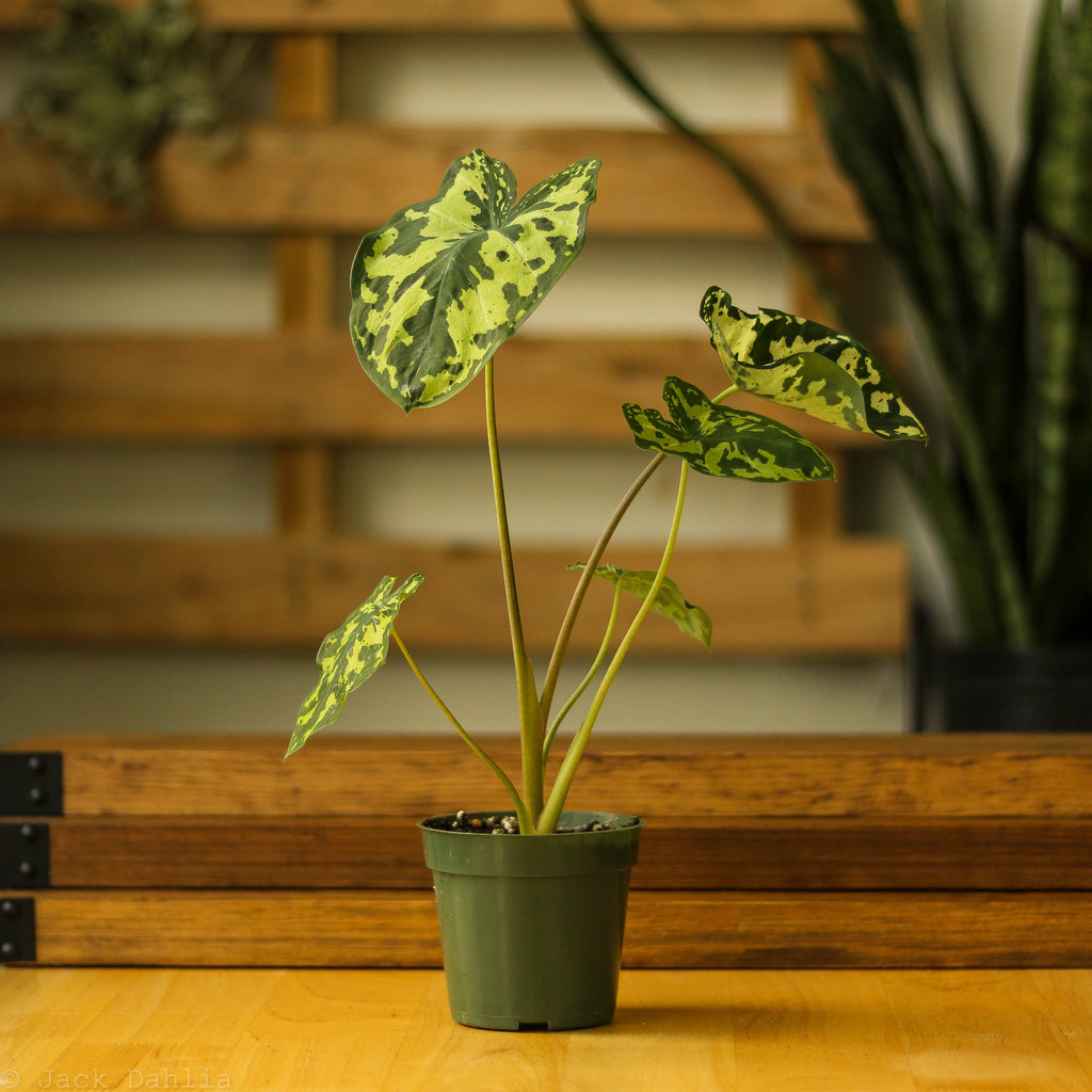Caladium Praetermissum - ‘Hilo Beauty’ - Ed's Plant Shop