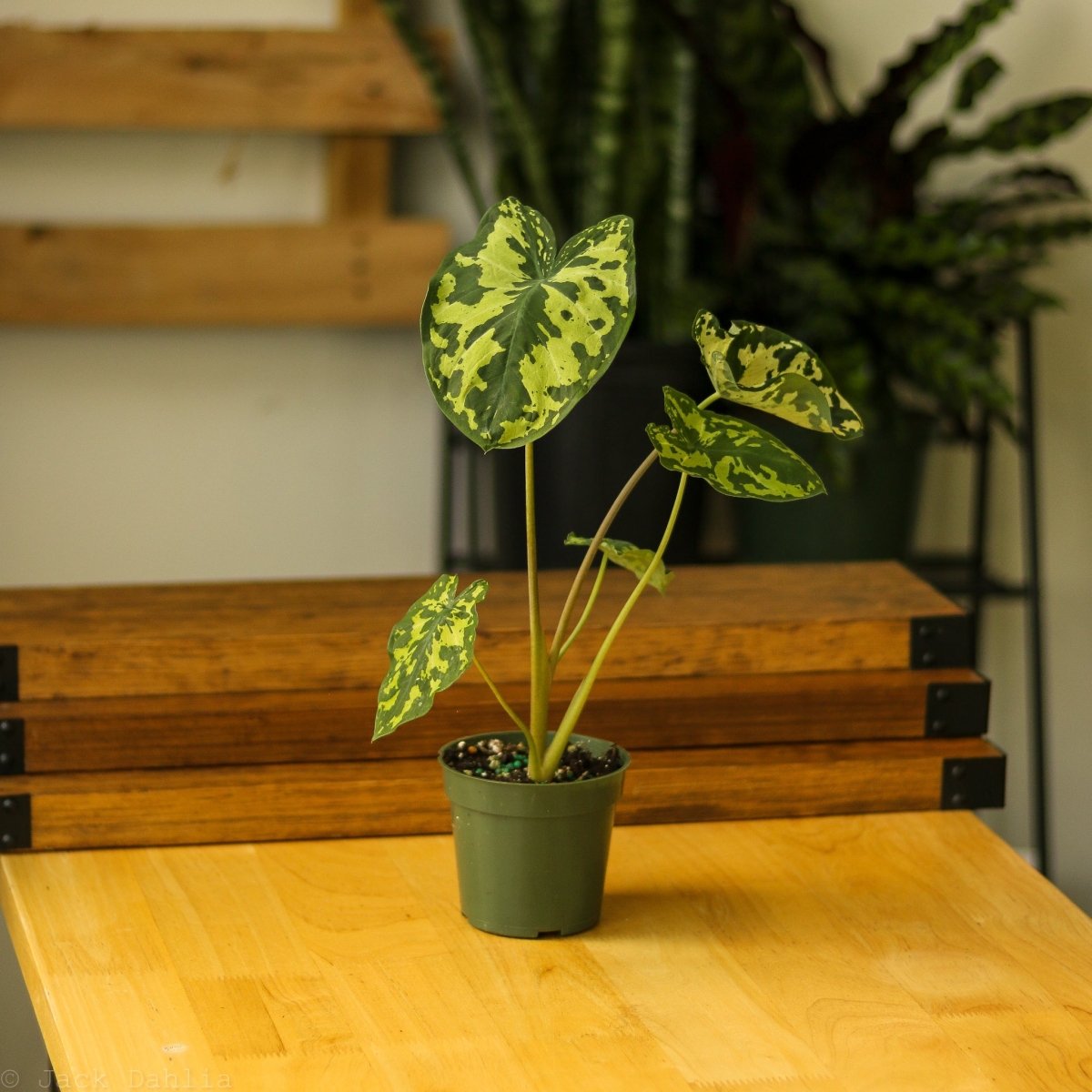 Caladium Praetermissum - ‘Hilo Beauty’ - Ed's Plant Shop