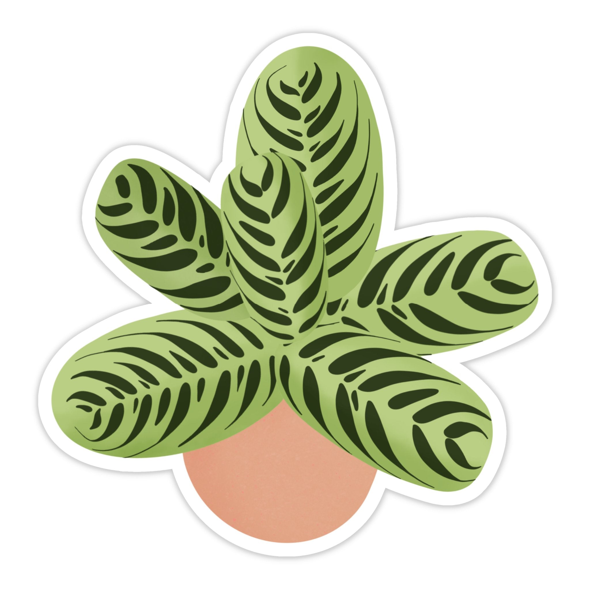 Calathea Fishbone Prayer Plant Sticker – Ed's Plant Shop
