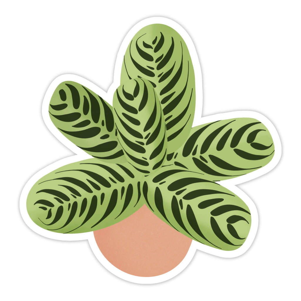 Calathea Fishbone Prayer Plant Sticker - Ed's Plant Shop