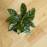 Calathea Leopardina - Concinna 'Freddie' - Ed's Plant Shop