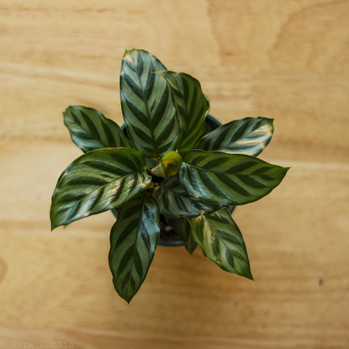 Calathea Leopardina - Concinna 'Freddie' - Ed's Plant Shop