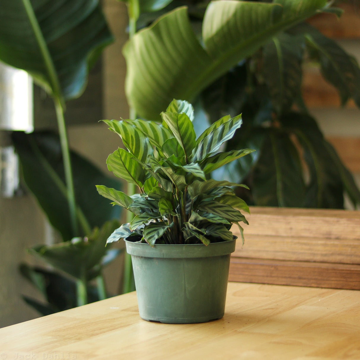 Calathea Leopardina - Concinna 'Freddie' - Ed's Plant Shop