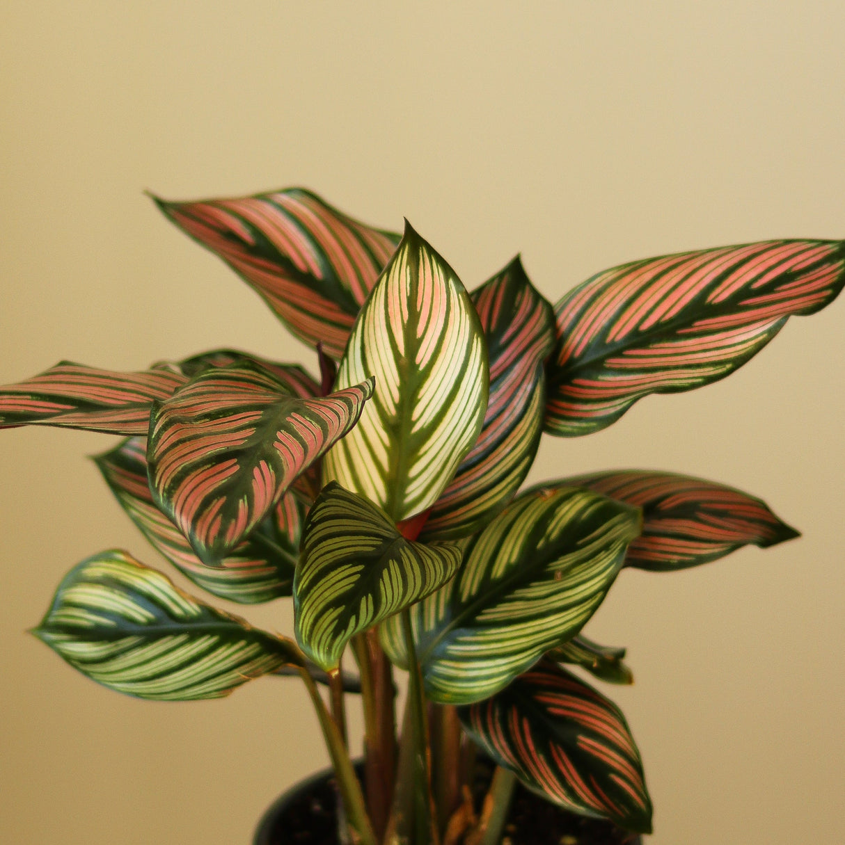 Calathea Majestica 'White Star' - Ed's Plant Shop