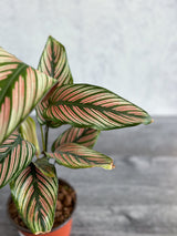 Calathea Majestica 'White Star' - Ed's Plant Shop