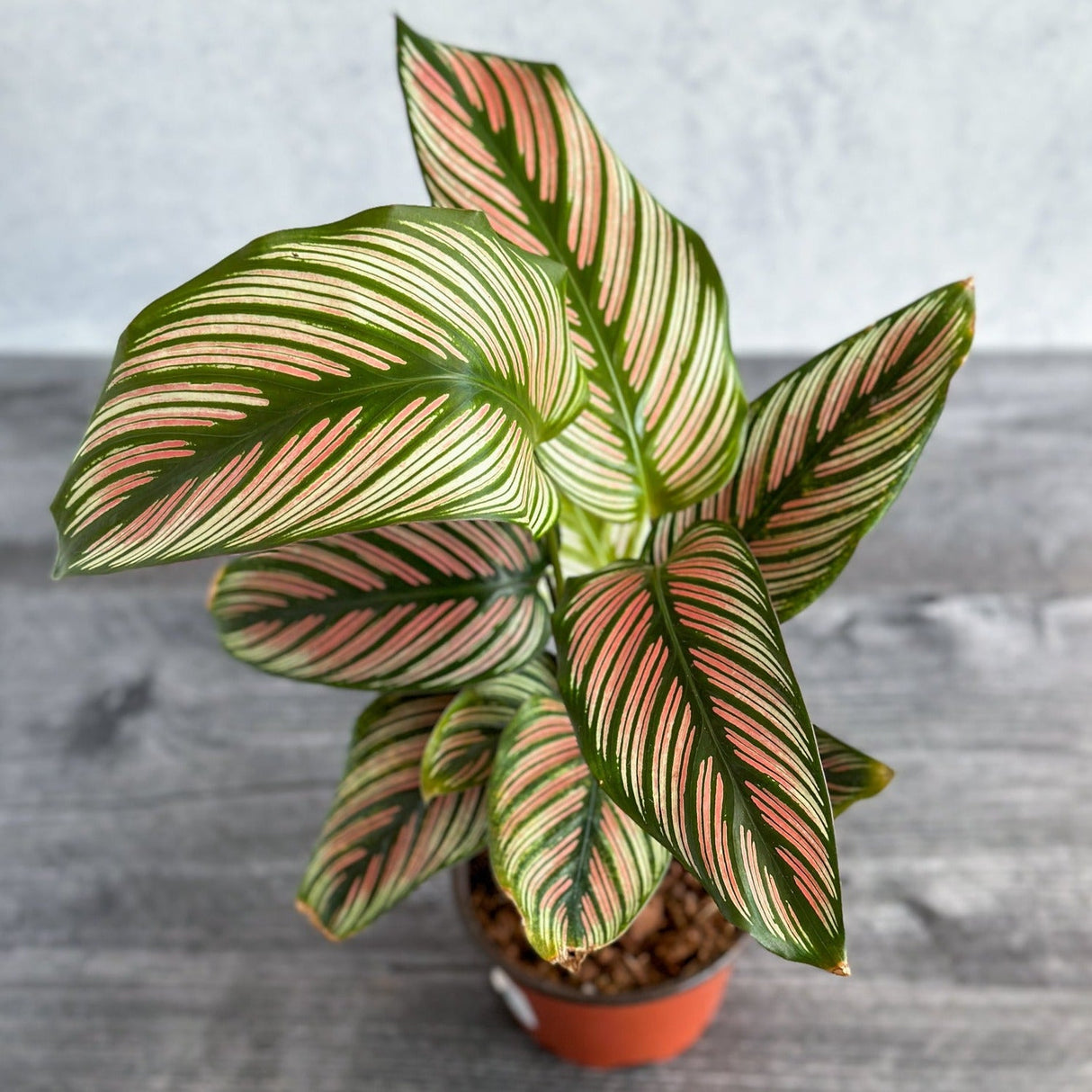 Calathea Majestica 'White Star' - Ed's Plant Shop